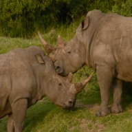 Schotia Game Drive
