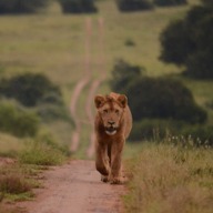 Schotia Lions