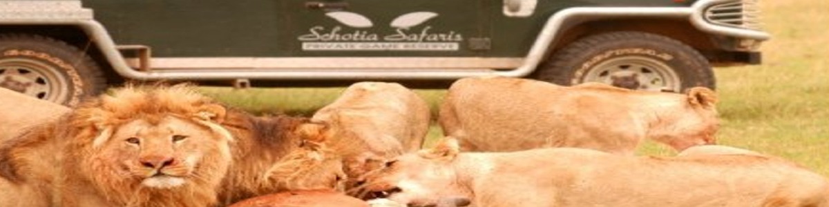 Schotia Safaris from Jeffreys Bay