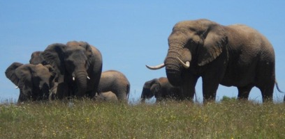 Addo Elephant Park Jeffreys Bay