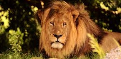 Schotia Lions Night Drive