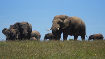 Addo Elephant Park Transfers and Tours